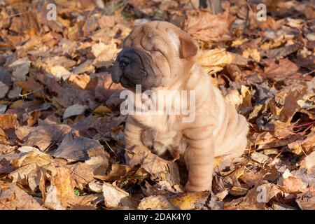 Niedlicher Shar-pei Welpe sitzt im Herbstlaub. Drei Monate alt. Haustiere. Stockfoto