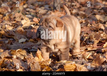 Shar-pei Welpe steht im Herbstlaub. Drei Monate alt. Haustiere. Stockfoto