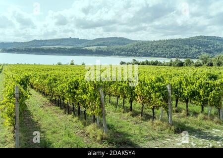 Reihen von Reben in einer grünen rustikalen Landschaft nahe Ufer, in hellem Licht am Corbara See, Umbrien, Italien erschossen Stockfoto