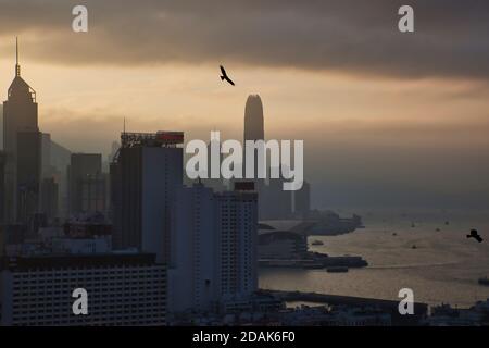 Ein Adler schwebt über den Hochhäusern des Central District, Hong Kong am späten Nachmittag wolkenlos, Hong Long Island, China Stockfoto