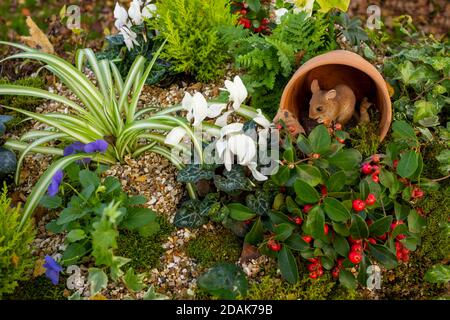 'Autumn' in einer Schubkarre, Appleton Roebuck, North Yorkshire, Großbritannien Stockfoto