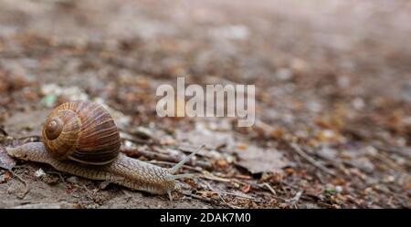 Nahaufnahme der Schnecke auf unbefestigten Flächen Stockfoto