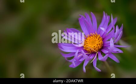 Nahaufnahme einer violette Blume Stockfoto