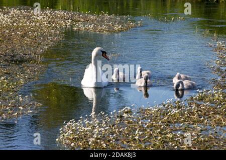 Ein stummer Schwan und fünf Cygnets am Fluss Wylye in Wiltshire. Stockfoto