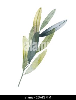 Eukalyptus gesät Silber Dollar Baum Blätter Designer-Kunst, Laub, natürliche Zweige Elemente in Aquarell rustikalen Stil Set-Sammlung. Stockfoto