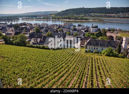 Reihen neu gepflanzter Weinreben in einem Weinberg oberhalb der Stadt Rüdesheim, am Rhein, Darmstadt, Heese, Deutschland Stockfoto