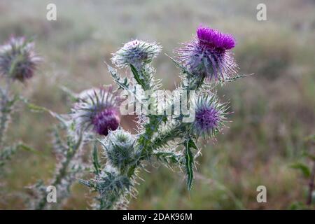 Disteln, bedeckt mit Spinnweben und frühmorgendem Tau, wachsen auf Kreide in Wiltshire. Stockfoto