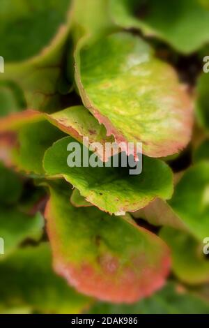 Natürliche Muster in der Natur, Bergenia Eroica Laub als abstrakte Nahaufnahme Stockfoto