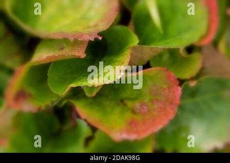 Natürliche Muster in der Natur, Bergenia Eroica Laub als abstrakte Nahaufnahme Stockfoto