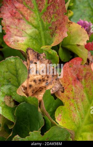 Natürliche Muster in der Natur, Bergenia Eroica Laub als abstrakte Nahaufnahme Stockfoto