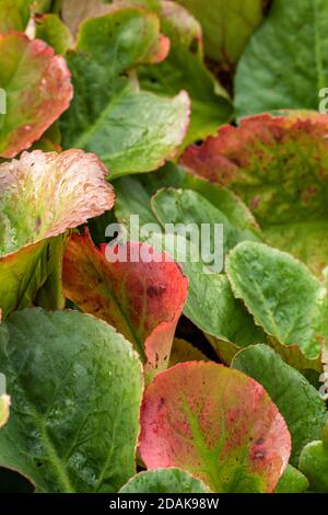 Natürliche Muster in der Natur, Bergenia Eroica Laub als abstrakte Nahaufnahme Stockfoto