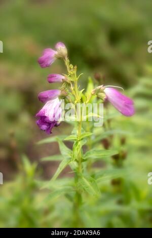 Penstemon (Fensham Series) Blumen und grünes Laub, natürliche Gartenblumen Stockfoto