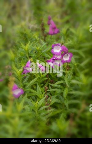 Penstemon (Fensham Series) Blumen und grünes Laub, natürliche Gartenblumen Stockfoto