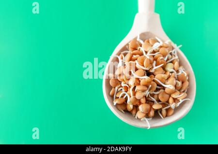 Holzlöffel mit Linsensprossen isoliert auf dem Minzhintergrund Stockfoto