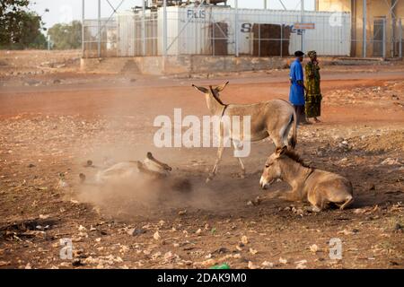 Carriere Fischmarkt, Selingue, Mali, 27. April 2015; Esel nehmen ein Staubbad. Stockfoto