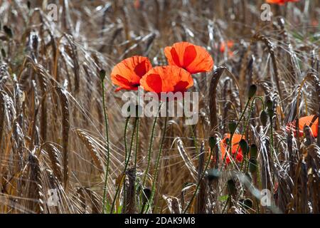 Mohnblumen wachsen am Rande eines Gerstenfeldes in Wiltshire. Stockfoto