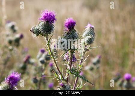 Disteln wachsen auf Kreidefelsen in der Nähe von Burcombe in Wiltshire. Stockfoto