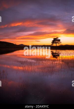 Eineineineiiger Baum, der sich in einem ruhigen See spiegelt, mit wunderschönen feurigen Sonnenwolken am Himmel. Kelly Hall Tarn, Lake District, Großbritannien. Stockfoto