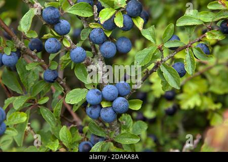 Schlehen Beeren wachsen auf einem Schlehdorn Baum in Wiltshire. Stockfoto