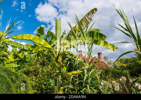 Bananenpalme im tropischen Garten bei Great Dixter Gardens, East Sussex, England, Großbritannien, GB Stockfoto