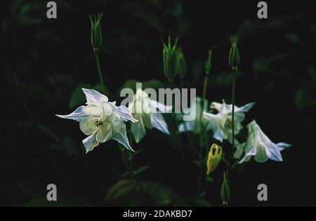 Aquilegia vulgaris, weiß, columbine, granys Haube, Frühling, Blume, Blumen, Garten Stockfoto
