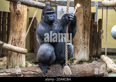 Gorilla sitzt in der Nähe des Seils und hält es. Nahaufnahme von Gorilla im Zoo. Stockfoto