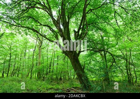 Alte Buche im Wald von Saint Sauveur le Vicomte Cotentin Halbinsel der Normandie. Stockfoto