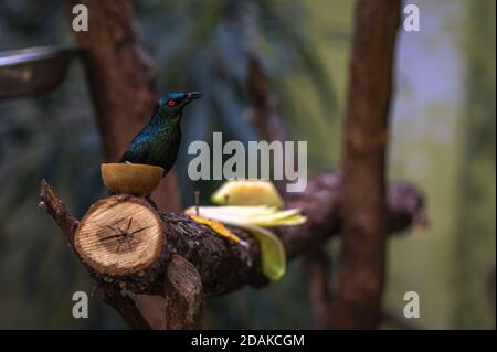 Asian glänzend Star oder Aplonis panayensis sitzen auf dem Ast des Baumes. Stockfoto