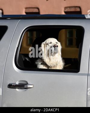 Ein Labrador Retriever fährt auf dem Vordersitz des SUV-Automobils seiner Besitzerin, während sie eine Straße in Santa Fe, New Mexico, USA, entlang fährt. Stockfoto