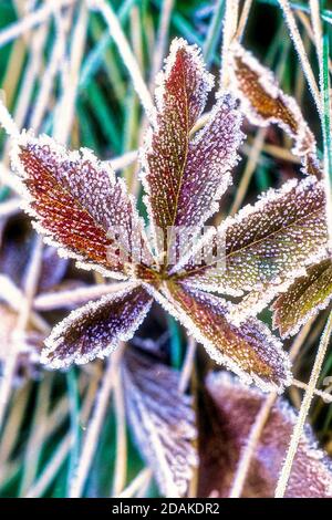 Frostbedeckte Blätter an einem frühen Herbstmorgen Stockfoto