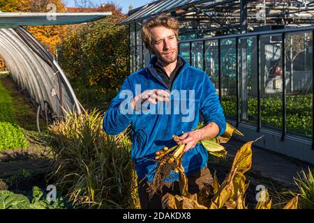 Sebastian Niedermaier ist ein Gärtner der 13th. Generation. Neben dem Anbau von Bio-Gemüse haben er und sein Vater die Erhaltung der alten Bamberger Sorten zur Aufgabe gemacht. Hier hält er frisch geerntete Kurkumenwurzel in der Hand. Der Marktgärtner-Bezirk Bamberg steht seit 1993 auf der UNESCO-Welterbeliste Stockfoto