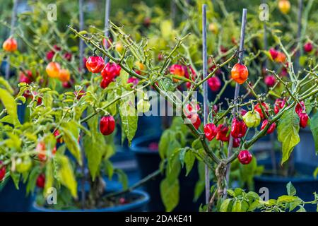 Rote und orangefarbene Chilischoten wachsen an Pflanzen in blauen Töpfen in der Gärtnerei Carmen Dechant in Bambergs Gärtnerstadt (Gärtnerbezirk), Bayern, Deutschland. Neben Kräutern führt die Gärtnerei auch seltene Kulturen wie diese Chilisorte. Die Gärtnerstadt ist seit 1993 Teil des UNESCO-Weltkulturerbes und baut heute noch Gemüse mitten in der Stadt an. Stockfoto