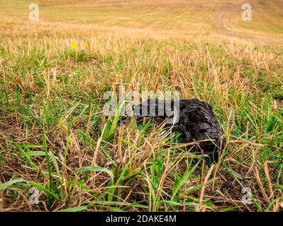 Verbranntes Holz auf einer halbgetrockneten Wiese. Hohes Brandrisiko. Stockfoto