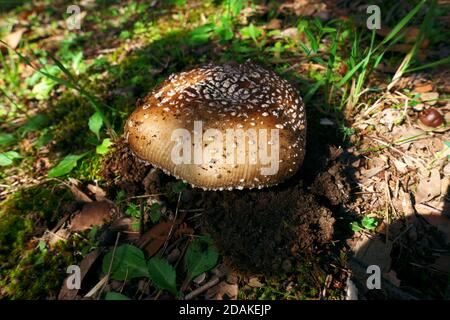 Nahaufnahme Pilz amanita Pilz im Ätna Park ein Wahrzeichen von Natur in Sizilien und Outdoor-Tourismus Stockfoto