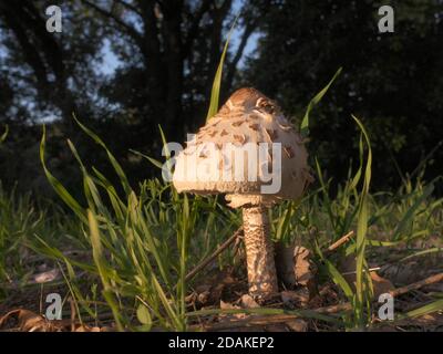 Closeup Pilz Sonnenschirm Pilz im Ätna Park ein Wahrzeichen von Natur in Sizilien und Outdoor-Tourismus Stockfoto