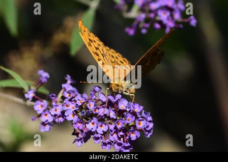 Isoliertes schönes Exemplar eines versilberten Fritillars (Argynnis paphia) beim Saugen von Nektar auf Buddleja davidii-Blüten auf natürlichem Hintergrund. Stockfoto
