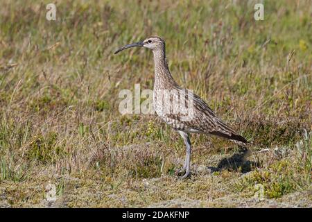 Eurasischer Whimbrel (Numenius phaeopus islandicus) auf der Tundra Stockfoto