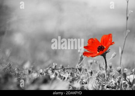 Rote Anemone coronaria oder schöne Mohn Anemone Blüte mit 6 Blütenblättern aus nächster Nähe. Spanische Ringelblume oder Windblume, Valentinstag, Stockfoto