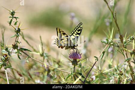 Schwalbenschwanz Papilio machaon Schmetterling sonnen sich in der Sonne auf dem Boden bei Negev, der alte Welt Schwalbenschwanz steht für Blumen Stockfoto