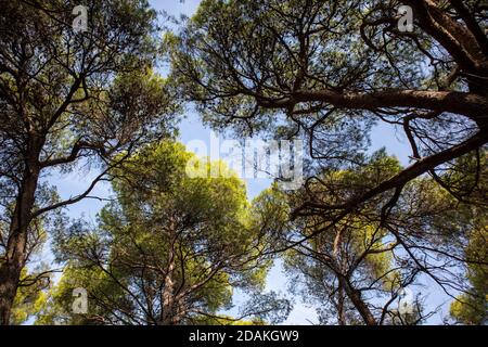 Hohe grüne Kiefernkiefer mit rauer Rinde von unten nach oben. Sonnenstrahlen durch Nadelbäume immergrüne Bäume mit Nadeln, blauer Himmel Hintergrund, unter c Stockfoto