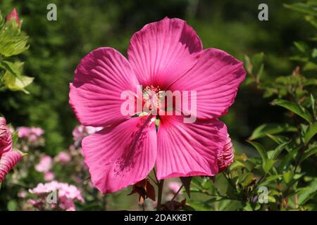 Große rote Hibiskusblüte aus nächster Nähe Stockfoto