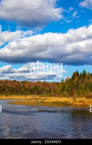 Ein Biber erschuf Feuchtgebiet entlang Wagners Lauf in Pennsylvania gefunden Pocono Mountains Stockfoto