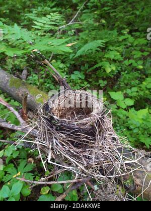 Leeres Nest von Vögeln aus Gras und Ästen ohne Eier auf einem Baumstamm vor dem Hintergrund von grünem Gras im Wald. Stockfoto