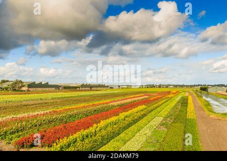 Landschaft mit tiefer Perspektive zum Horizont durch diagonale Streifen Blühende Schnittblumen in der Gartenschule im Spätsommer in Farben rot orange gelb Stockfoto