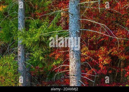 Norwegen Fichte stehen im Vertrag mit dem chsanging Herbstlaub von Laubbäumen. Stockfoto