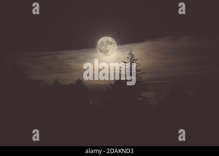 2020 Vollmond an der Halloween-Nacht ist beides EINE Ernte Mond & Blauer Mond Strahlend Über Den Wolken Und Silhouettierte Bäume Stockfoto