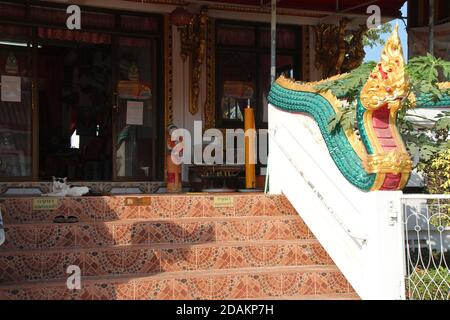 Katze in einem buddhistischen Tempel (wat pa mok) In ang Thong in thailand Stockfoto