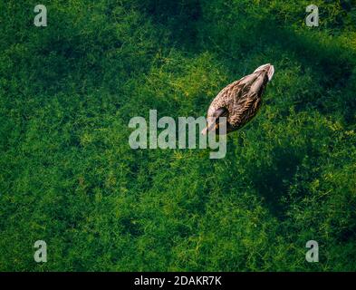 Die Ente schwimmt im klaren Wasser auf dem Hintergrund von Grünalgen. Stockfoto