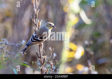 Selektive Fokusaufnahme eines schönen amerikanischen Goldfinkens Stockfoto