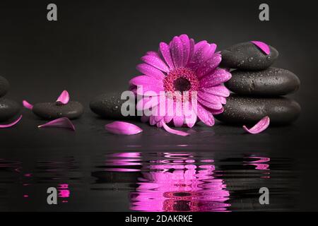 zen-Steine und rosa Blume mit Blütenblättern und Wasserspiegelung auf schwarzem Hintergrund. Spa und Wellness Stockfoto